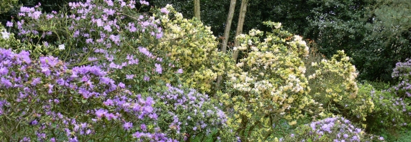 Bois des Moutiers (17) Mai 2012